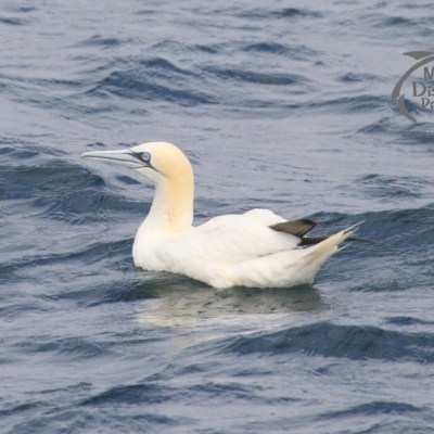 gannet