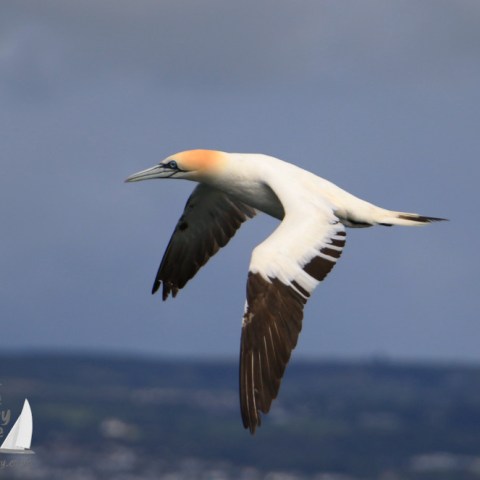 gannet