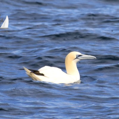 gannet