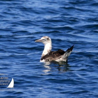 juvenile gannet