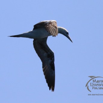 gannet