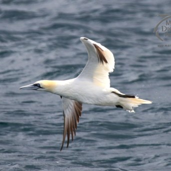 gannet