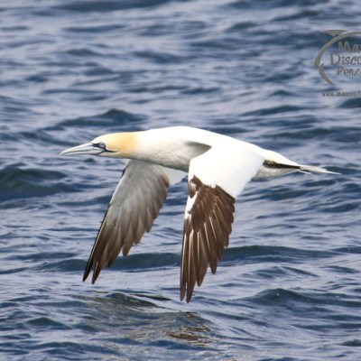 gannet