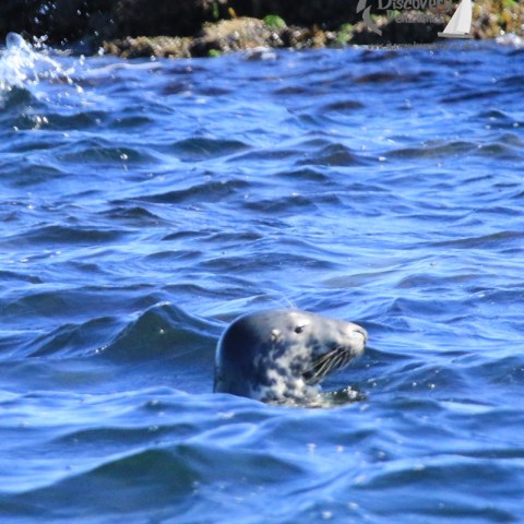 a polar bear swimming in a pool of water