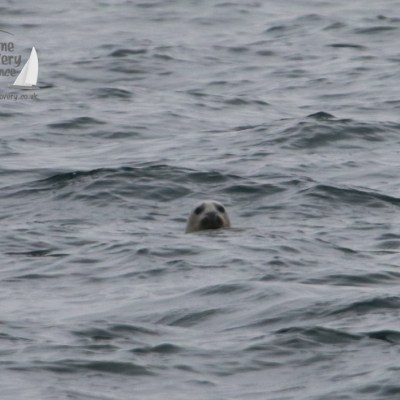 grey seal out at sea