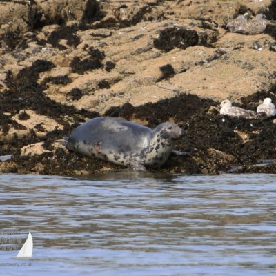 grey seal