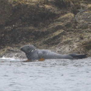 grey seal