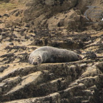 grey seal