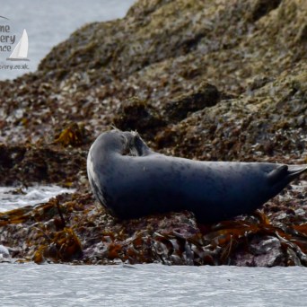 grey seal