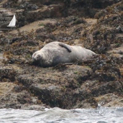 grey seal Kelp
