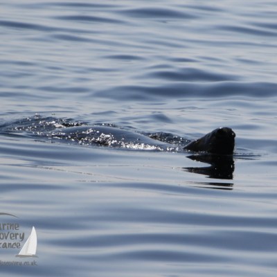 a bird swimming in water