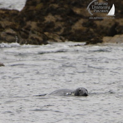 grey seal