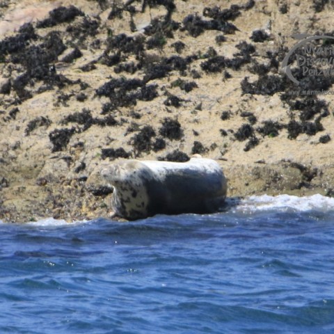 grey seal