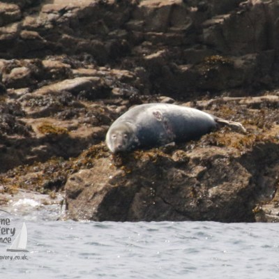 grey seal