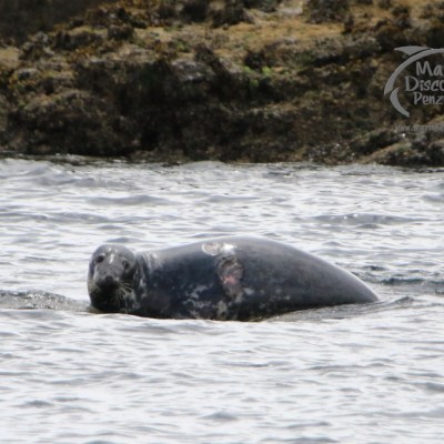 grey seal