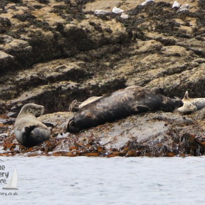grey seals