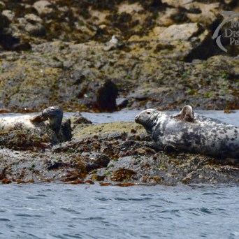 grey seals