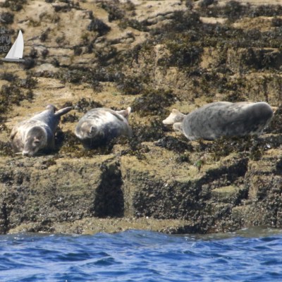 grey seals