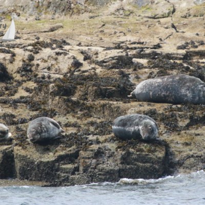 grey seals