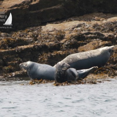 grey seals