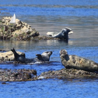 grey seals