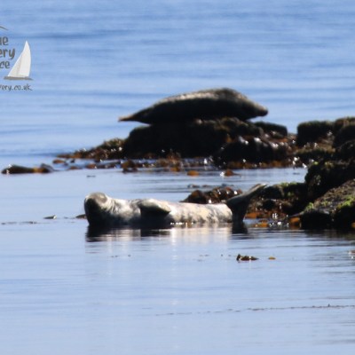grey seals