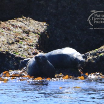 grey seals