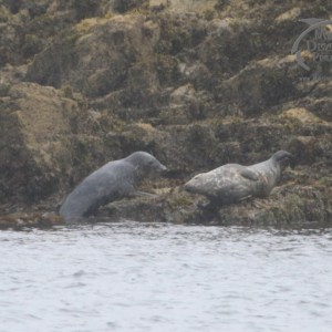 grey seals