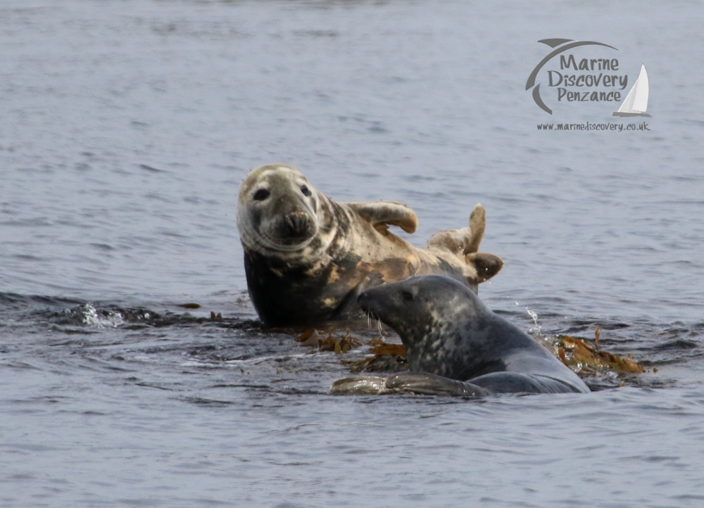 grey seals