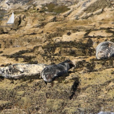 grey seals