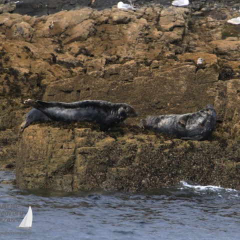 grey seals