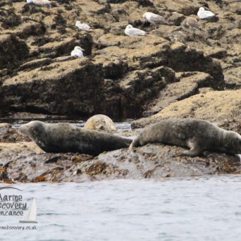 grey seals