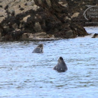 grey seals in the water