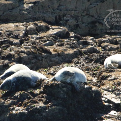 grey seals