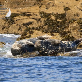 grey seals