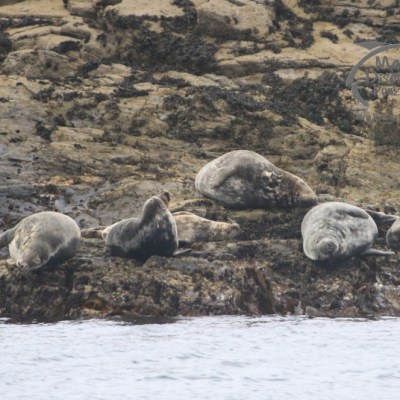 grey seals