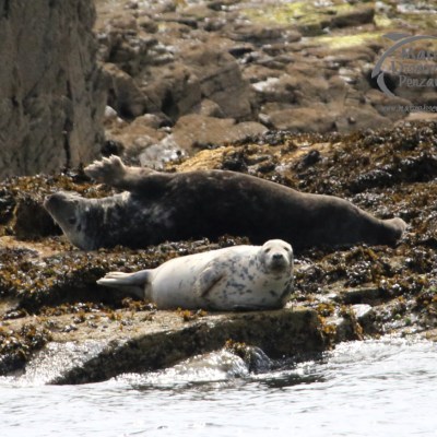 grey seals