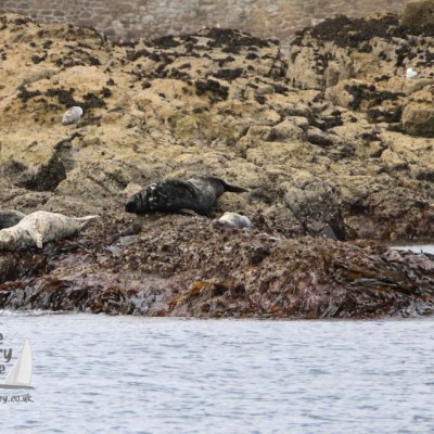 grey seals