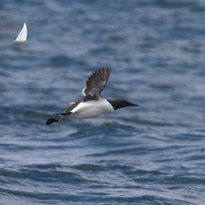 guillemot
