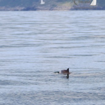 harbour porpoise