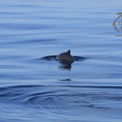 harbour porpoise