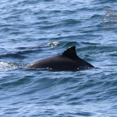 harbour porpoise