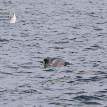 harbour porpoise
