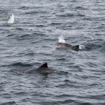 harbour porpoises