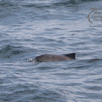harbour porpoise