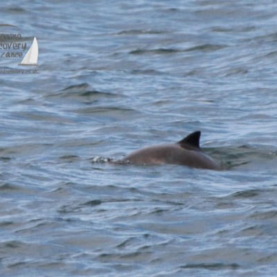 harbour porpoise