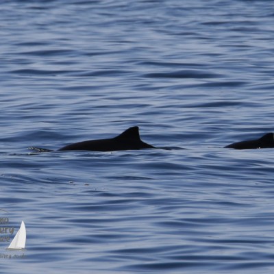 harbour porpoises