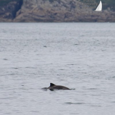 harbour porpoise