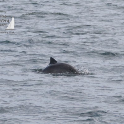 harbour porpoise