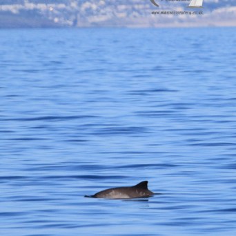 harbour porpoise